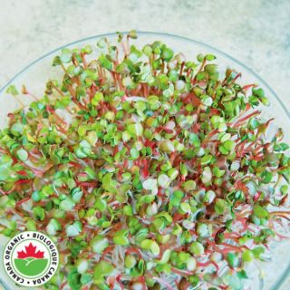 Radish Organic Sprouts Thumbnail